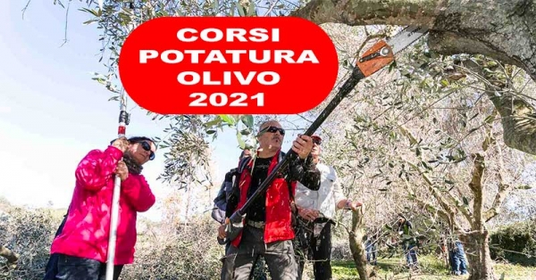 Calendario corsi potatura olivo con didattica Vaso Policonico 2021